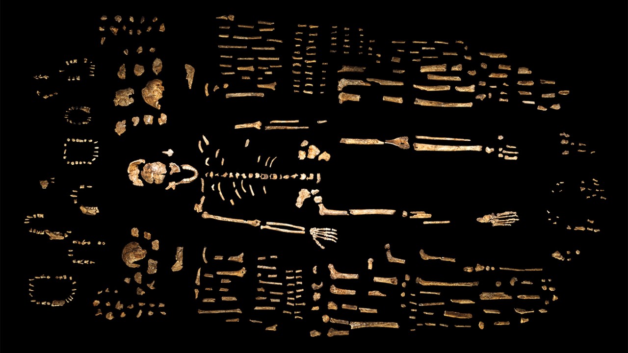 Robert Clark/ National Geographic (outubro de 2015). Imagem registrada no Evolutionary Studies Institute, sob orientação de Lee Berger, Wits. A National Geographic apoia as pesquisa sobre o Homo naledi.
