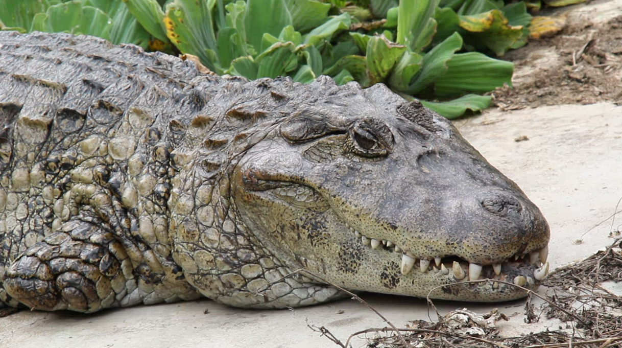A curiosa vida de um caçador de crocodilos | Super