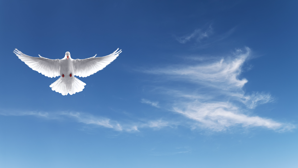 Por que a pomba branca é o símbolo da paz? | Super