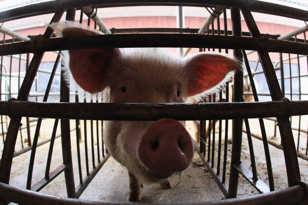 Você ainda vai ter um coração de porco