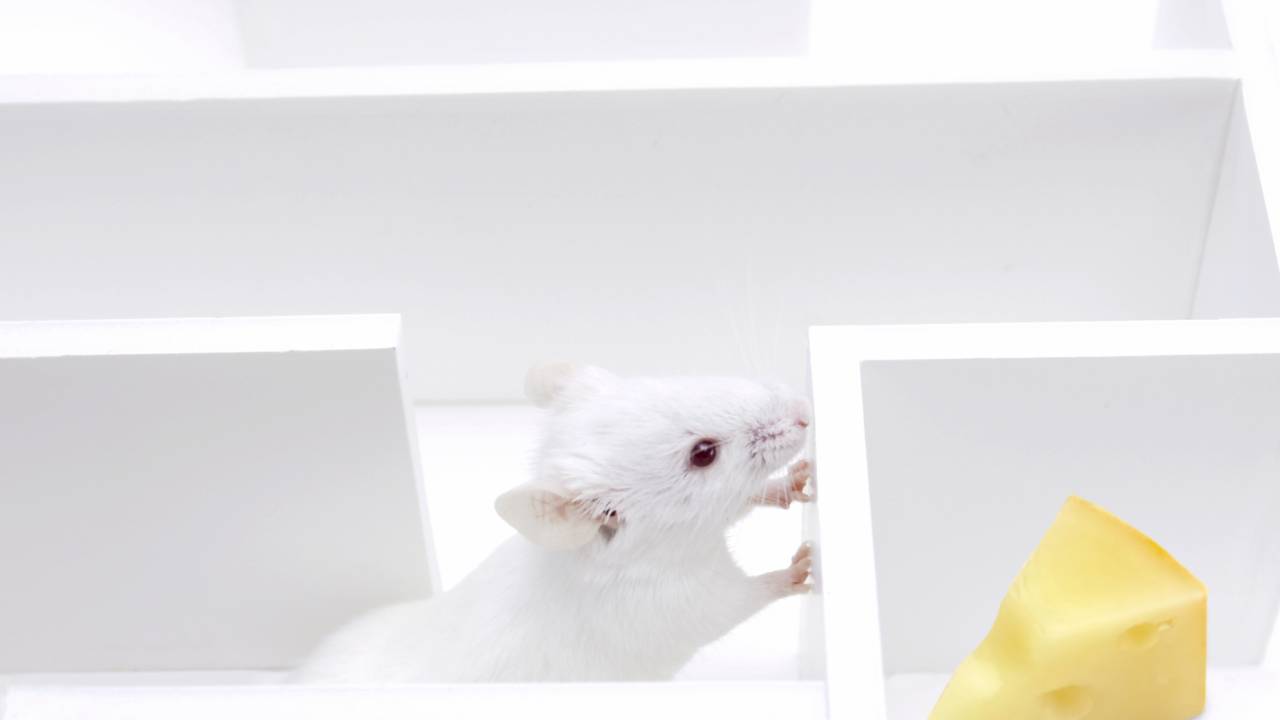 iStock