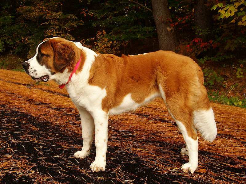 Conheca As Doencas Mais Comuns De 10 Racas De Cachorro Super