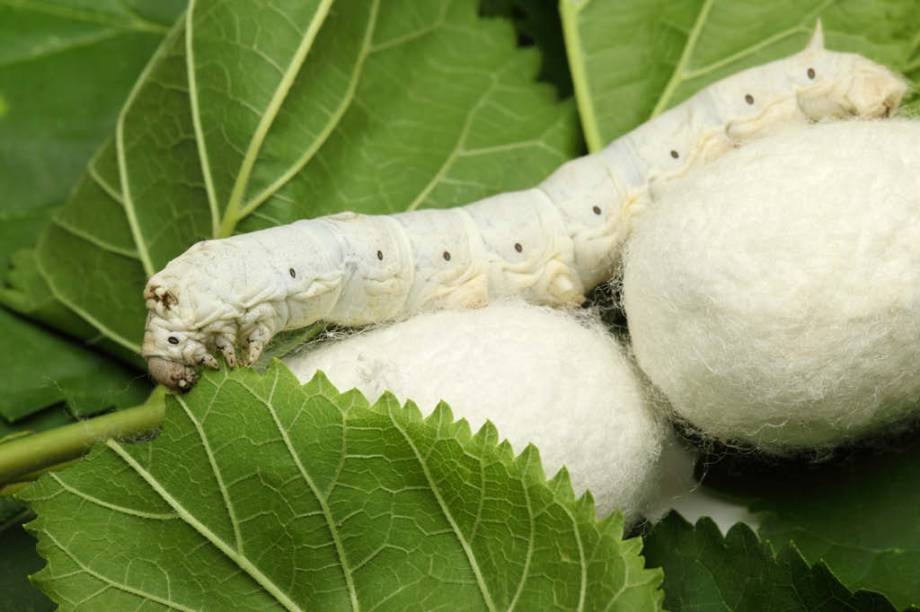 <strong>2. Casulo de saliva</strong>

A “baba” do bicho-da-seda, que tem uma substância chamada sericina, é usada para tecer o casulo. Em condições naturais, a larva dentro do casulo se transformaria em mariposa