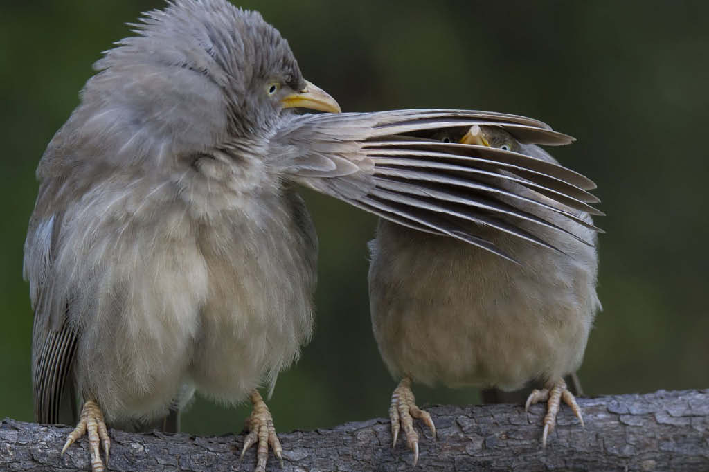 Esse concurso premia as fotos mais engraçadas do reino animal