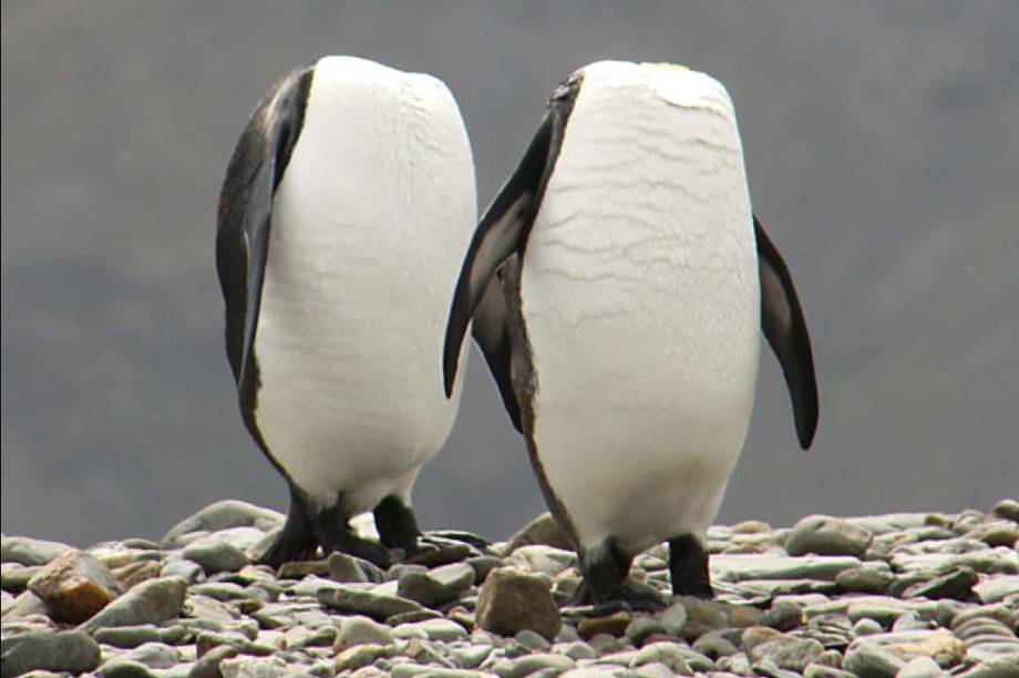 <span><span style="font-size: 14.6667px; font-family: Arial; color: #000000; vertical-align: baseline; white-space: pre-wrap; background-color: transparent;">Esses pinguins perderam a cabeça - e ninguém sabe por quê. (Foto: Charles Kinsey)</span></span>