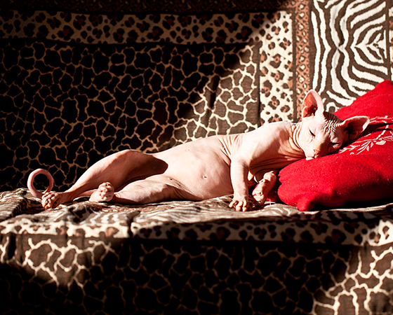 Toda vez que você vir uma lista de gatos inusitados, lá estarão os <i>Sphynx</i> - como esse folgadão que aparece tomando um Sol na foto. A raça é recente e apareceu no Canadá em 1966. O nome, por outro lado, é bem antigo e remete à esfinge egípcia. A principal característica de um Sphynx é não ter pelo. Tem quem ache lindo. Toda vez que você vir uma lista de gatos inusitados, lá estarão os <i>Sphynx</i> - como esse folgadão que aparece tomando um Sol na foto. A raça é recente e apareceu no Canadá em 1966. O nome, por outro lado, é bem antigo e remete à esfinge egípcia. A principal característica de um Sphynx é não ter pelo. Tem quem ache lindo.