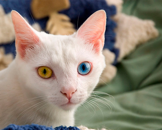 Logo de cara, o que chama a atenção nos gatos <i>Khao Manee</i> são os olhos que, em boa parte dos animais da raça, são de cores diferentes. São felinos raríssimos encontrados na Tailândia.