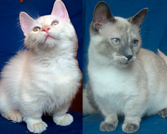 Os gatos da raça <i>Munchkin</i> são como bassets felinos. Eles possuem pernas um terço menor que os bichanos de outras raças. Por isso, um Munchkin tem muita dificuldade em pular grandes alturas. Mas, ainda assim, os bichos dessa raça são muito ativos. Os gatos da raça <i>Munchkin</i> são como bassets felinos. Eles possuem pernas um terço menor que os bichanos de outras raças. Por isso, um Munchkin tem muita dificuldade em pular grandes alturas. Mas, ainda assim, os bichos dessa raça são muito ativos.