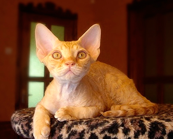 Com orelhas em pé e pelos curtos e ondulados, os gatos da raça <i>Devon Rex</i> têm, digamos assim, um aspecto bastante peculiar (eles são chamados de gatos aliens, para se ter uma ideia). Mas sua aparência logo se torna cativante, ainda mais porque esse felino inglês é um ótimo companheiro. Com orelhas em pé e pelos curtos e ondulados, os gatos da raça <i>Devon Rex</i> têm, digamos assim, um aspecto bastante peculiar (eles são chamados de gatos aliens, para se ter uma ideia). Mas sua aparência logo se torna cativante, ainda mais porque esse felino inglês é um ótimo companheiro.