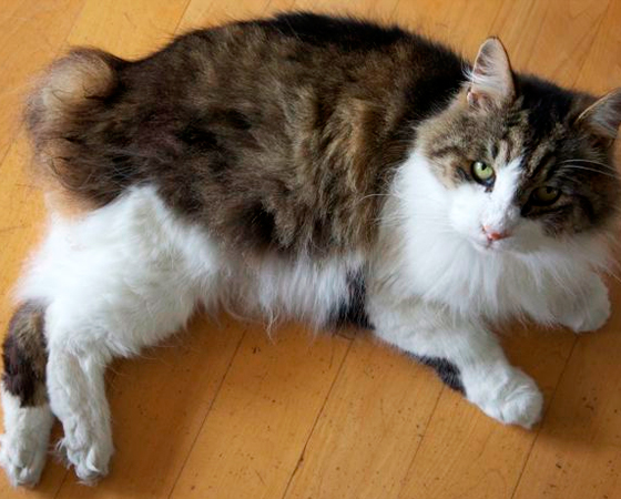 O mundo dos gatos também tem seus padrões de beleza e os animais da raça <i>Manx</i> são muito bem cotados. Ter um rabo curto é sua principal peculiaridade. O mundo dos gatos também tem seus padrões de beleza e os animais da raça <i>Manx</i> são muito bem cotados. Ter um rabo curto é sua principal peculiaridade.