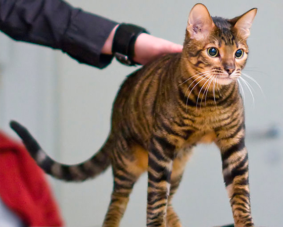 No início dos anos 80, a raça <i>Toyger</i> começou a ser desenvolvida com a finalidade de se criar pequenos tigres de brinquedo - e o nome é uma alusão isso. Deu certo. No início dos anos 80, a raça <i>Toyger</i> começou a ser desenvolvida com a finalidade de se criar pequenos tigres de brinquedo - e o nome é uma alusão isso. Deu certo.