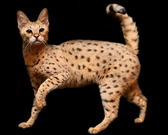 E por falar em gatos que se parecem com felinos maiores e selvagens, o <i>Savannah</i> é um ótimo exemplo. Na verdade, a raça é um cruzamento entre gato doméstico e o serval. Apesar da pele exótica herdada no animal selvagem, o comportamento dessa raça é totalmente dócil.