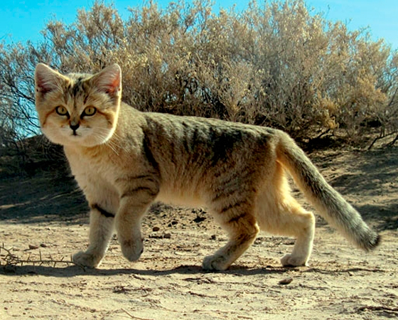 Apesar da aparência fofa, como boa parte dos gatos, o <i>Gato-do-deserto</i> é extremamente resistente e adaptado a viver no deserto, longe da água. Aliás, é a única raça capaz de viver nessas condições. Ele é encontrado no sul da África e sudoeste da Ásia. Apesar da aparência fofa, como boa parte dos gatos, o <i>Gato-do-deserto</i> é extremamente resistente e adaptado a viver no deserto, longe da água. Aliás, é a única raça capaz de viver nessas condições. Ele é encontrado no sul da África e sudoeste da Ásia.