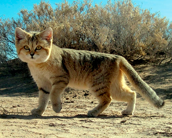 Apesar da aparência fofa, como boa parte dos gatos, o <i>Gato-do-deserto</i> é extremamente resistente e adaptado a viver no deserto, longe da água. Aliás, é a única raça capaz de viver nessas condições. Ele é encontrado no sul da África e sudoeste da Ásia.