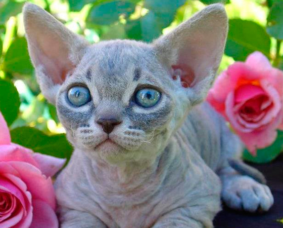 Imagine um cruzamento de Munchkin com Sphynx - duas raças já citadas aqui. Foi exatamente assim que surgiu, em 1998, nos EUA, o <i>Minskin</i>. Fisicamente, ele é uma mistura das duas raças que o originou: pouquíssimo pelo, pernas curtas e corpo alongado. Imagine um cruzamento de Munchkin com Sphynx - duas raças já citadas aqui. Foi exatamente assim que surgiu, em 1998, nos EUA, o <i>Minskin</i>. Fisicamente, ele é uma mistura das duas raças que o originou: pouquíssimo pelo, pernas curtas e corpo alongado.