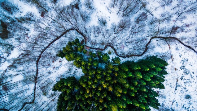 O registro vencedor em "Natureza" foi feito por Michael B. Rasmussen, um fotógrafo dinamarquês. A imagem registra uma floresta em Naestved, cidadela local.