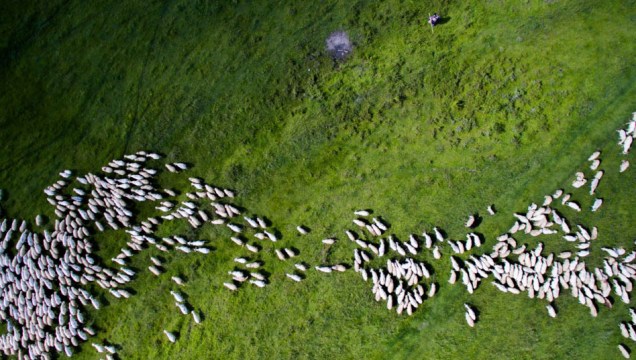 O segundo lugar ficou com o romeno Targu Secuiesc. A foto mostra um rebonho de ovelhas na cidade de Marpod.