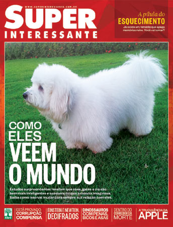 Este é o Flockie, da raça Coton de Tulear. A foto foi enviada pelo leitor Rodrigo Sousa. Eles são de Salvador/BA.