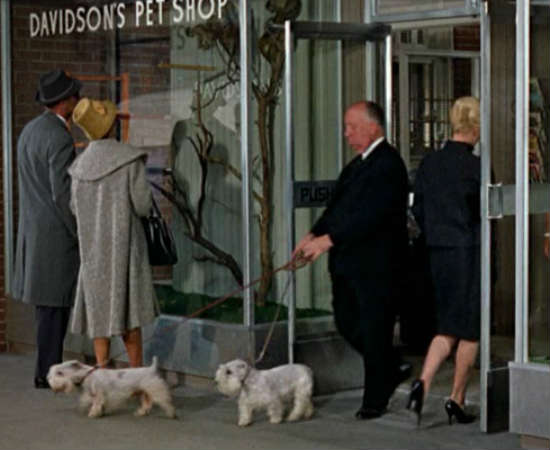 O diretor aparece em uma de suas obras primas, <i>Os Pássaros</i>, passeando casualmente em frente a uma loja de animais domésticos com seus dois cachorros, Geoffrey e Stanley. Veja em 0:02
