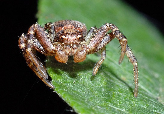 Aranha-Caranguejo Aranha-Caranguejo