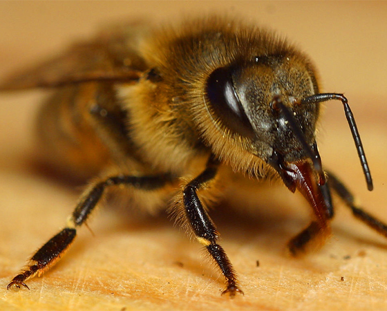 Que as abelhas polinizam as flores, todo mundo sabe. Mas que elas têm pelinhos nos olhos para conseguir coletar mais pólen das plantas, isso eu aposto que você não sabia. Outro fato curioso: as abelhas sabem que o mundo é redondo e conseguem calcular ângulos.