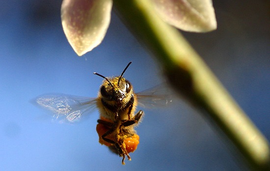 Sabe como uma abelha consegue voltar para casa? Elas são dotadas de um sistema de navegação capaz de detectar as mudanças no campo magnético da Terra.