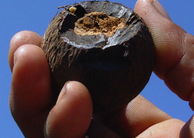 O Tucumã é um fruto de uma palmeira amazônica, rico em vitaminas A e C.