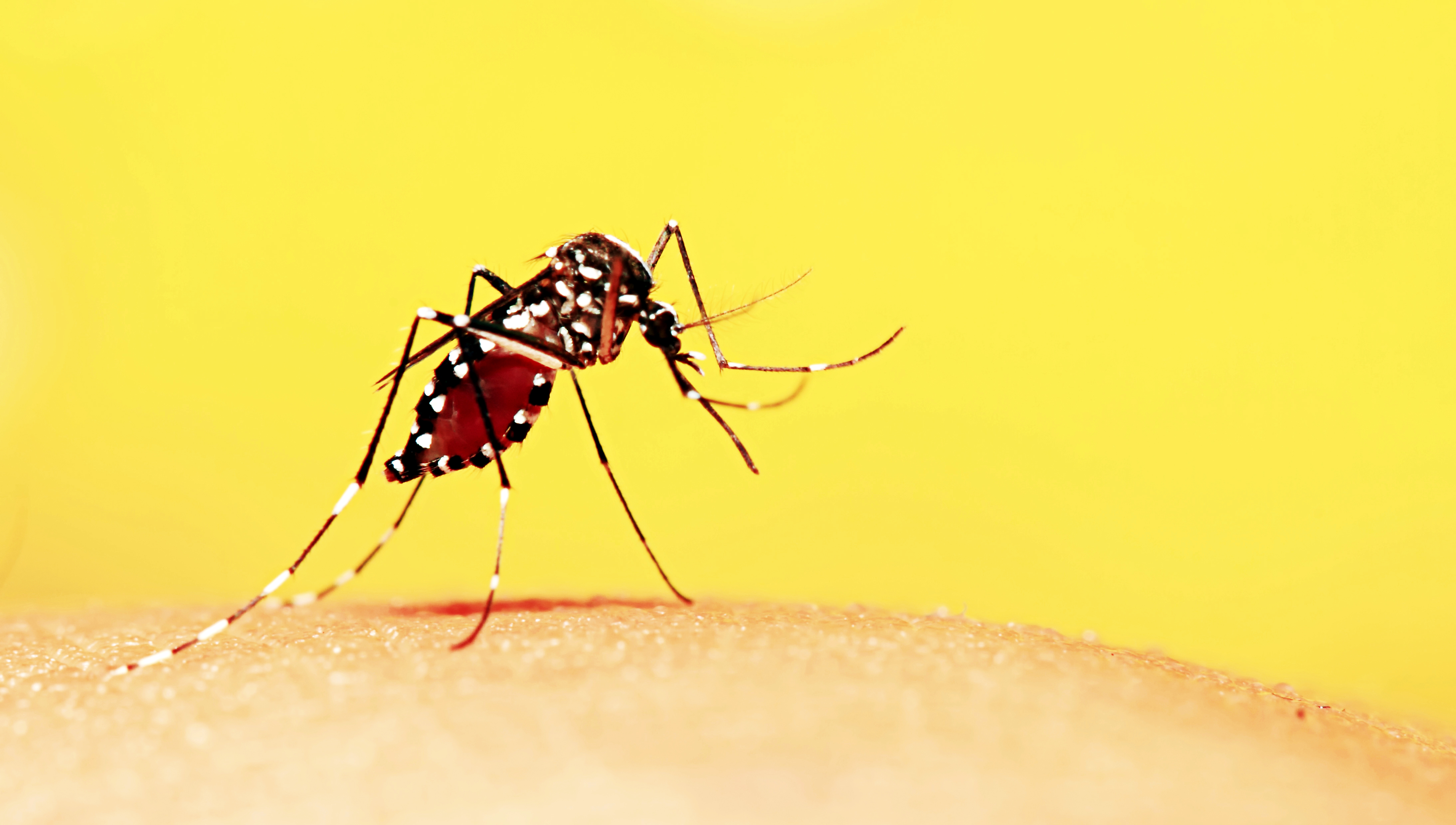 Укус малярии. Желтая лихорадка комар. Малярии, жёлтой лихорадки. Желтая лихорадка возбудитель.