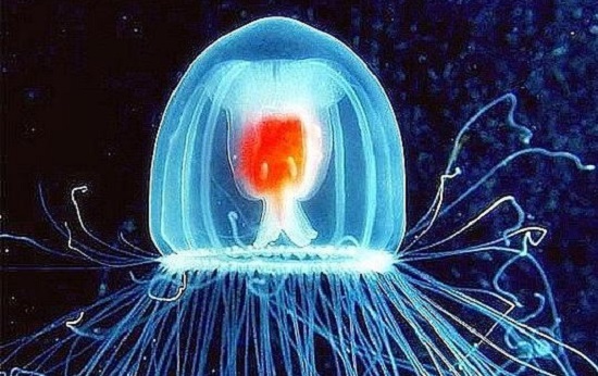 Em caso de ameaça ou estresse, essa água-viva volta para um estágio anterior da vida, o que faz dela biologicamente imortal - só morre se for devorada por um predador. Em caso de ameaça ou estresse, essa água-viva volta para um estágio anterior da vida, o que faz dela biologicamente imortal - só morre se for devorada por um predador.