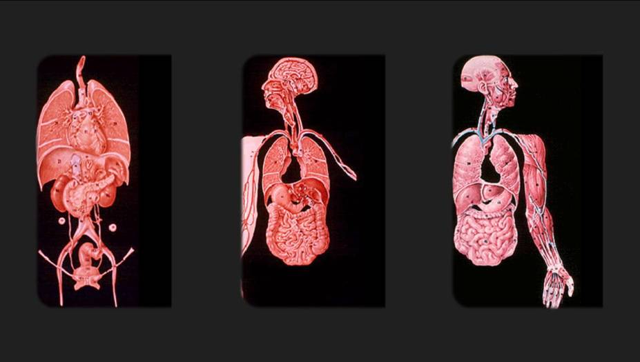 Imagens 21, 22 e 23: A anatomia humana