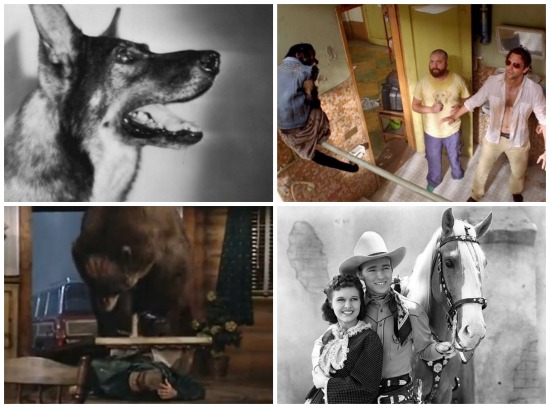 Eles não sabem falar, mas muitas vezes roubam a cena. Veja 10 animais que se tornaram famosos com Hollywood.