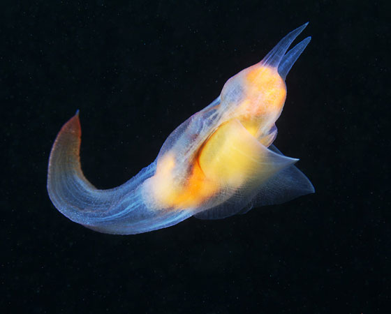 Clione limacina Clione limacina