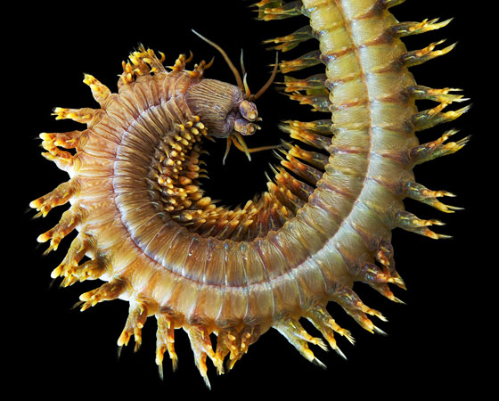 Alitta virens Alitta virens