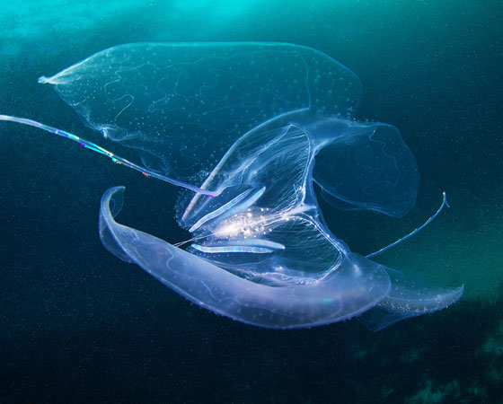 Leucothea spaceship Leucothea spaceship