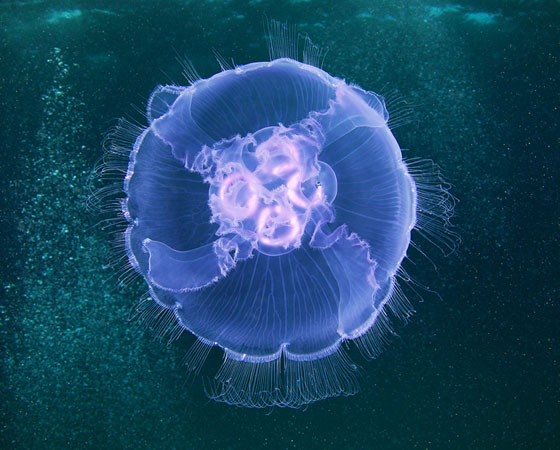 Aurelia aurita Aurelia aurita