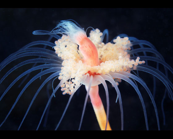 Tubularia indivisa Tubularia indivisa