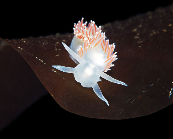 Coryphella verrucosa Coryphella verrucosa