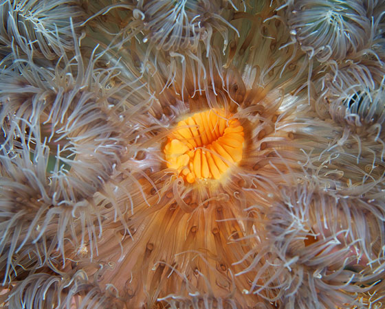 Metridium senile Metridium senile