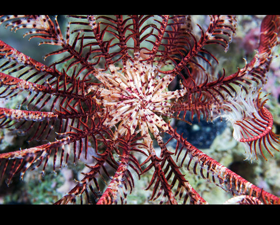 Lamprometra klunzingeri Lamprometra klunzingeri