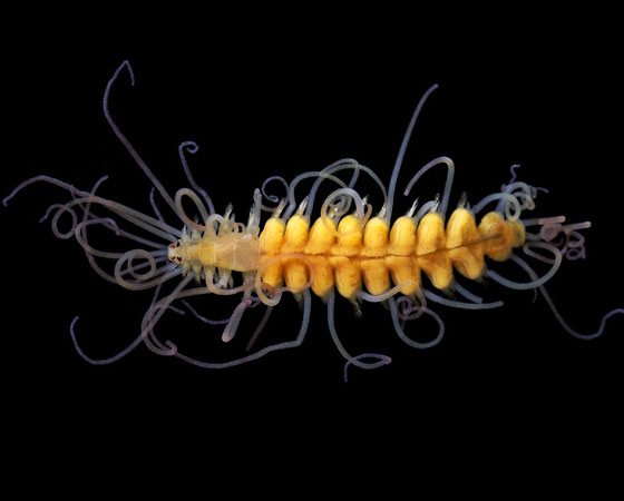 Pterosyllis finmarchica Pterosyllis finmarchica