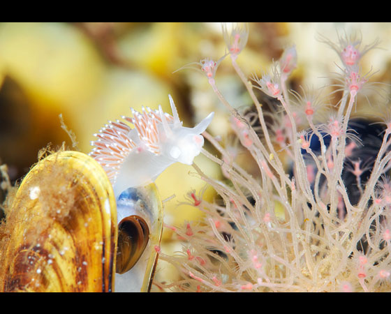 Coryphella verrucosa