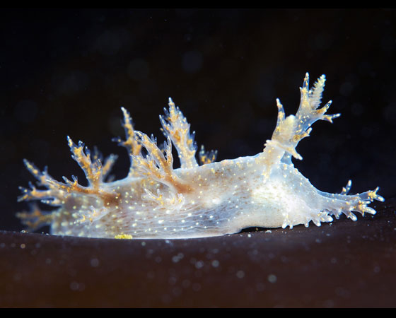 Dendronotus frondosus Dendronotus frondosus