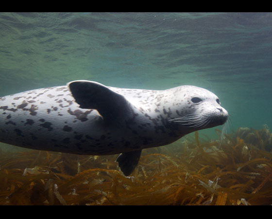 Phoca largha Phoca largha