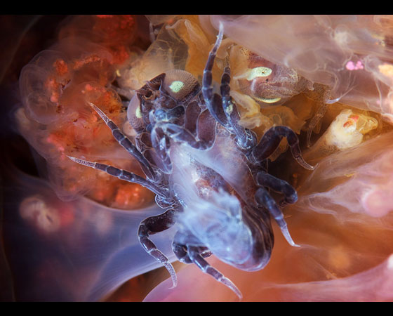 Hyperia galba Hyperia galba