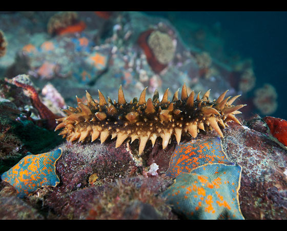 Apostichopus japonicus Apostichopus japonicus