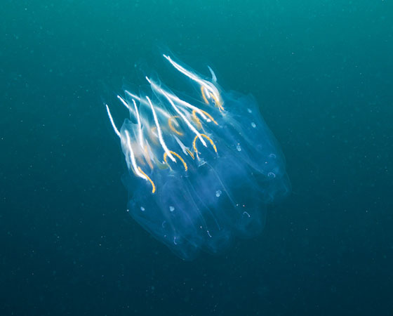 Cyclosalpa bakeri Cyclosalpa bakeri