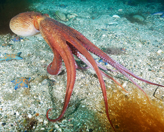 Enteroctopus dofleini Enteroctopus dofleini