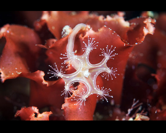 Lucernaria quadricornis Lucernaria quadricornis