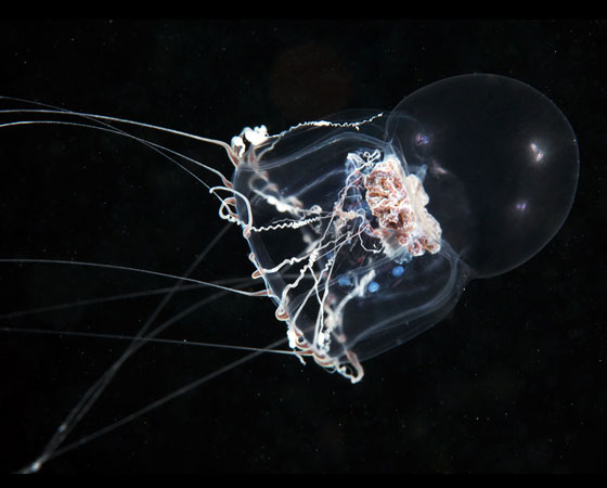 Halitholus yoldiaarcticae Halitholus yoldiaarcticae