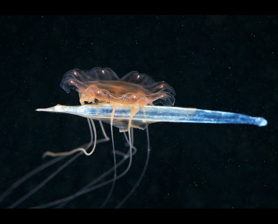 Cyanea comendo uma Sagitta Cyanea comendo uma Sagitta